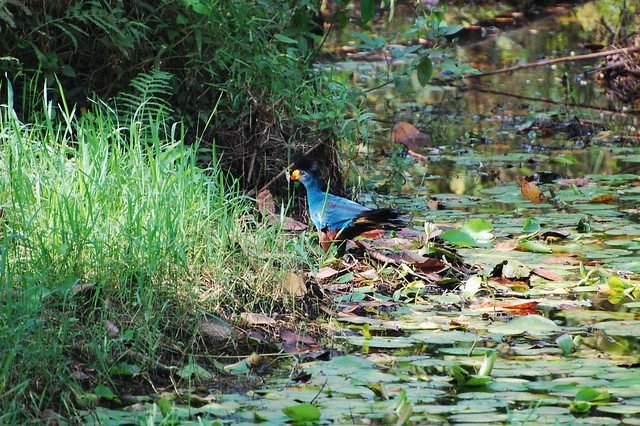Bigodi Wetland is considered one of