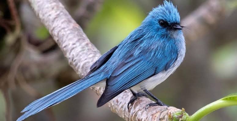 Kibale Forest is also an excellent destination for