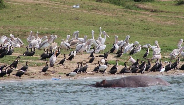 Birding Along the Kazinga Channel
