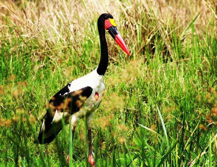 Uganda’s range of forests, wetlands, savannahs and mountains makes it highly rewarding for birdwatchers. Queen Elizabeth National Park alone has more than 600