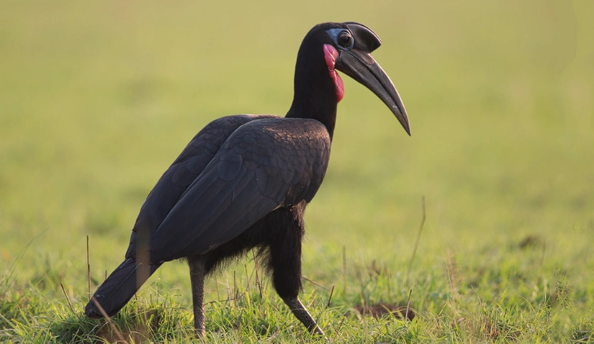 Birding is another major reason to spend more time at Ziwa. The ranch reports more than 300 bird species across habitats that 