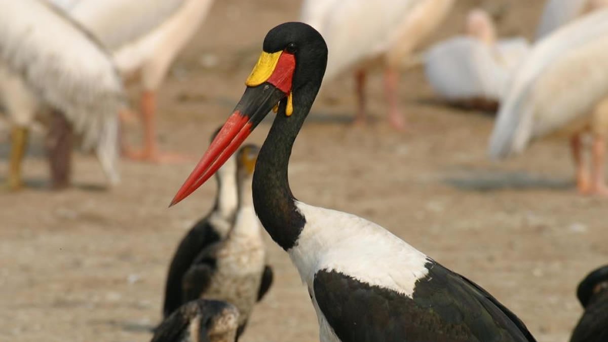 Birdwatching is another major