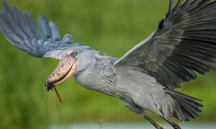 With more than 450 recorded bird species, Murchison Falls is one of Uganda’s outstanding birdwatching destinations. The combination of