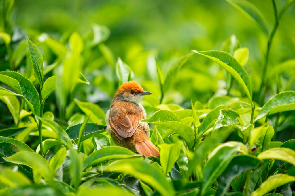 Birdwatching in Nyungwe National Park Rwanda
