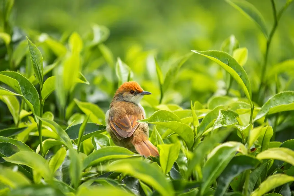 Birdwatching in Nyungwe National Park Rwanda