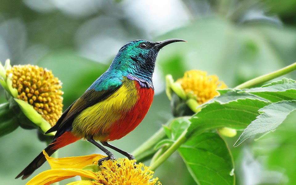 Nyungwe National Park Birdwatching Safari