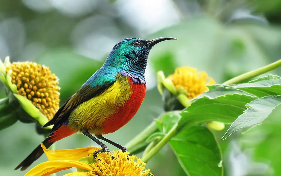 Nyungwe National Park Birdwatching Safari