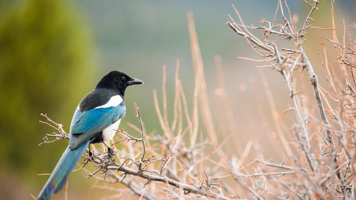 Birdwatching is one of the strongest reasons to explore Pian Upe Wildlife 