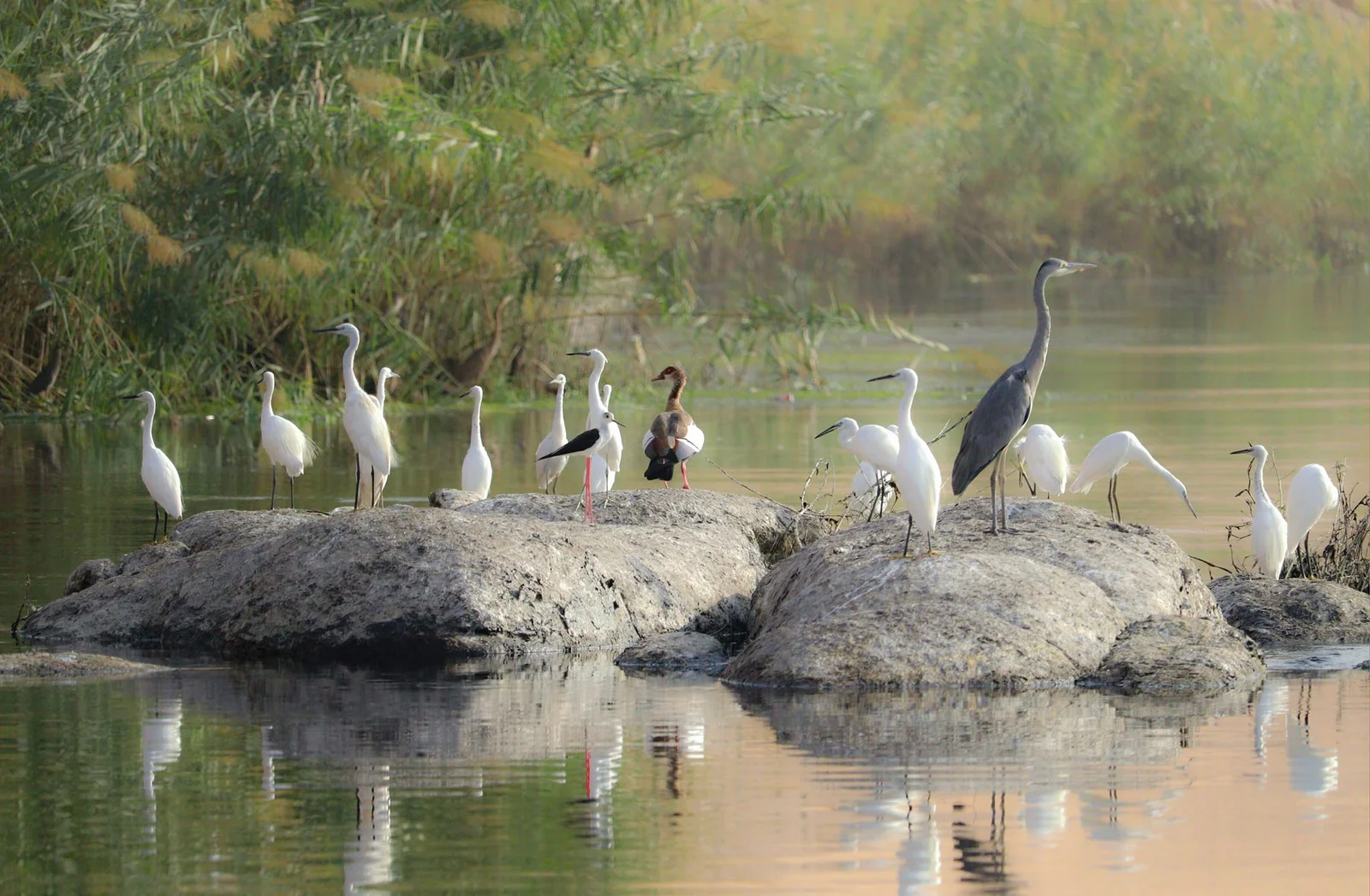 Birdwatching is one of the most rewarding elements of a Nile Boat Safari, even for travelers who do not consider themselves serious birders. The river creates an important habitat corridor supporting water birds, raptors and numerous species that feed