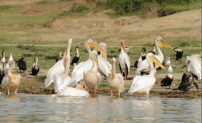 The Kazinga Channel Boat Cruise is also one of the strongest birdwatching experiences inside Queen Elizabeth National Park. Uganda Wildlife