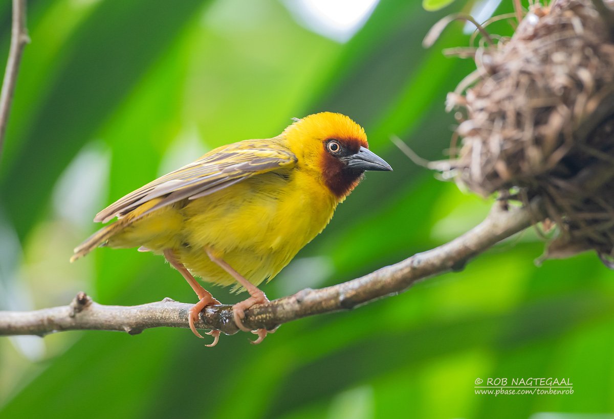 Bird Watching in Kibale Forest