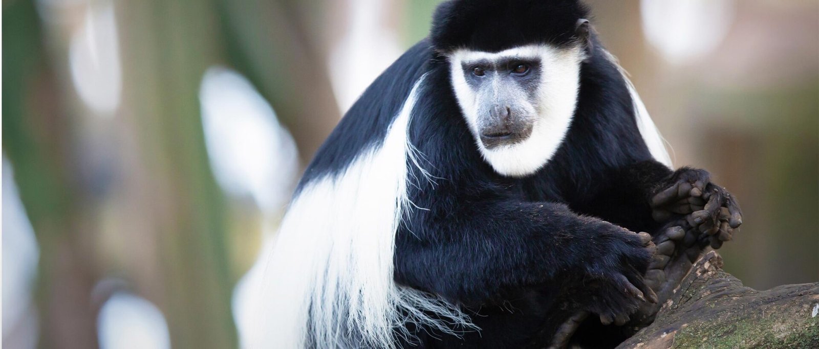 Black and White Colobus Monkeys in Kibale Forest