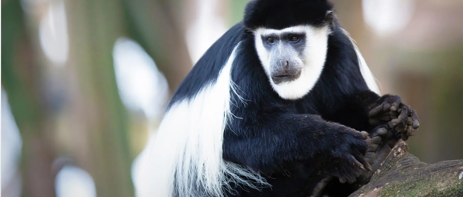 Black and White Colobus Monkeys in Kibale Forest