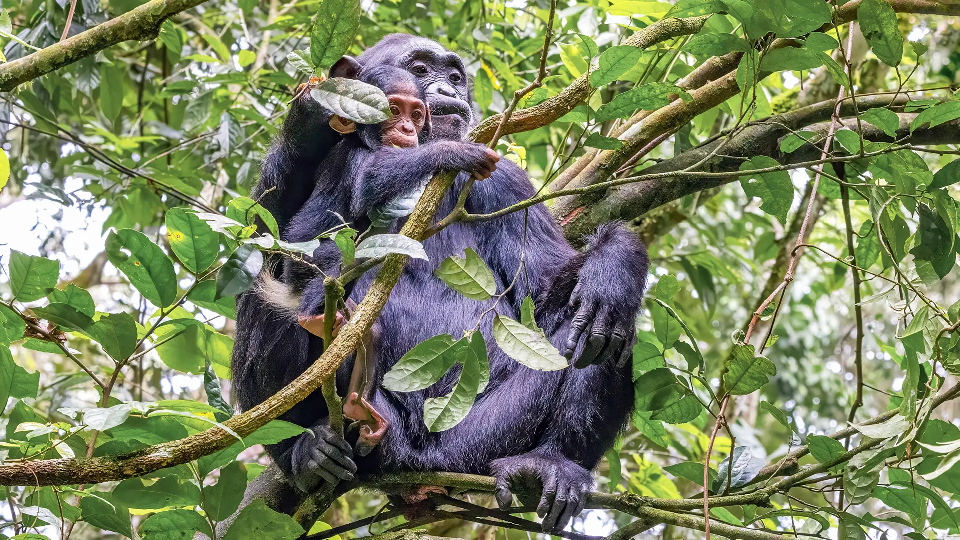 Blue Monkeys in Kibale Forest