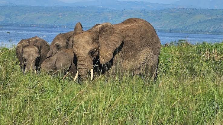 A Rwanda Safari in January can be customized by Nextgen Safaris according to your travel dates, budget, preferred accommodation and the experiences you want to prioritize. Your safari can focus on a short 