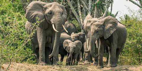 Budget Uganda Safari Reviews