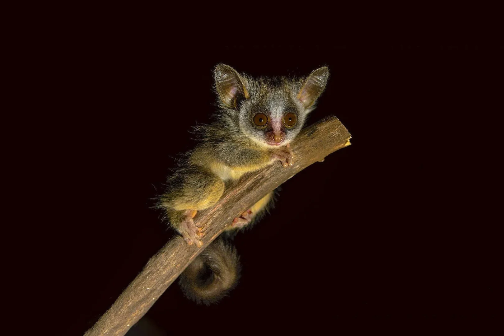 Bushbabies and Nocturnal Primates of Kibale