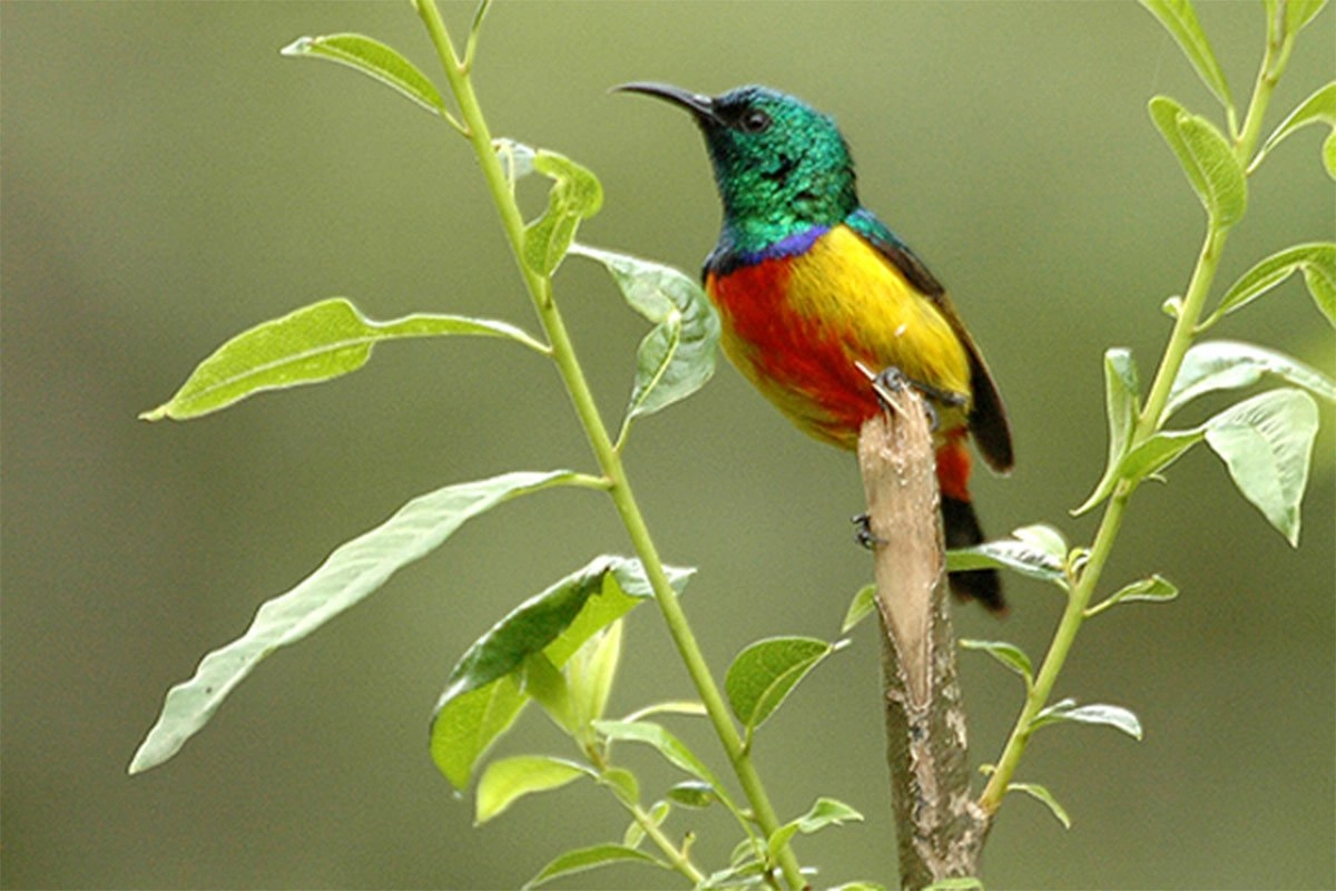 Bwindi is internationally famous for mountain gorillas, but for dedicated birders it is equally important as one of Uganda's premier forest birding destinations. UWA documentation reports approximately 350 bird species in Bwindi, including 23