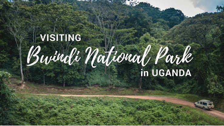 Bwindi is the primary gorilla destination on many Uganda Safari for Seniors itineraries. The attraction is not only the gorilla encounter but also the forest scenery, southwestern