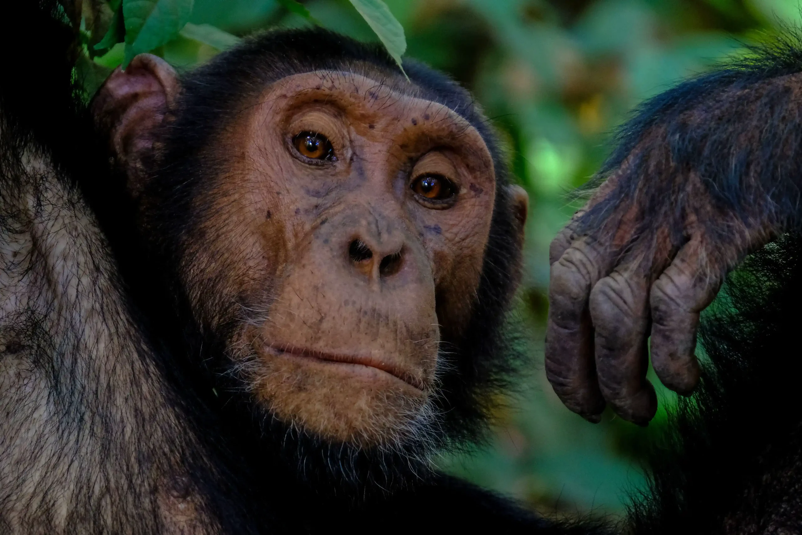 Uganda is internationally celebrated as the Pearl of Africa, and nowhere is its incredible biodiversity more evident than in its extraordinary primate population. A Best Uganda Primates Tour offers travelers the rare opportunity to encounter some of the world's most fascinating primates within a single journey. From the endangered