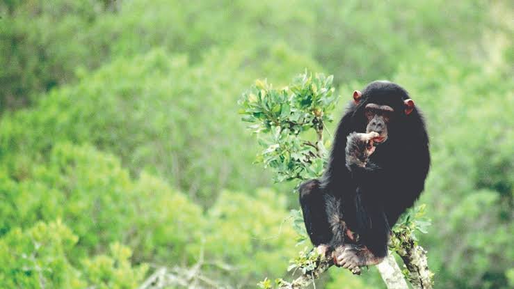 Chimpanzee Conservation