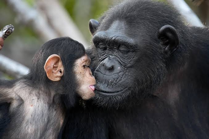 Chimpanzee Conservation in Uganda