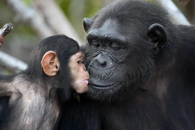 Chimpanzee Conservation in Uganda