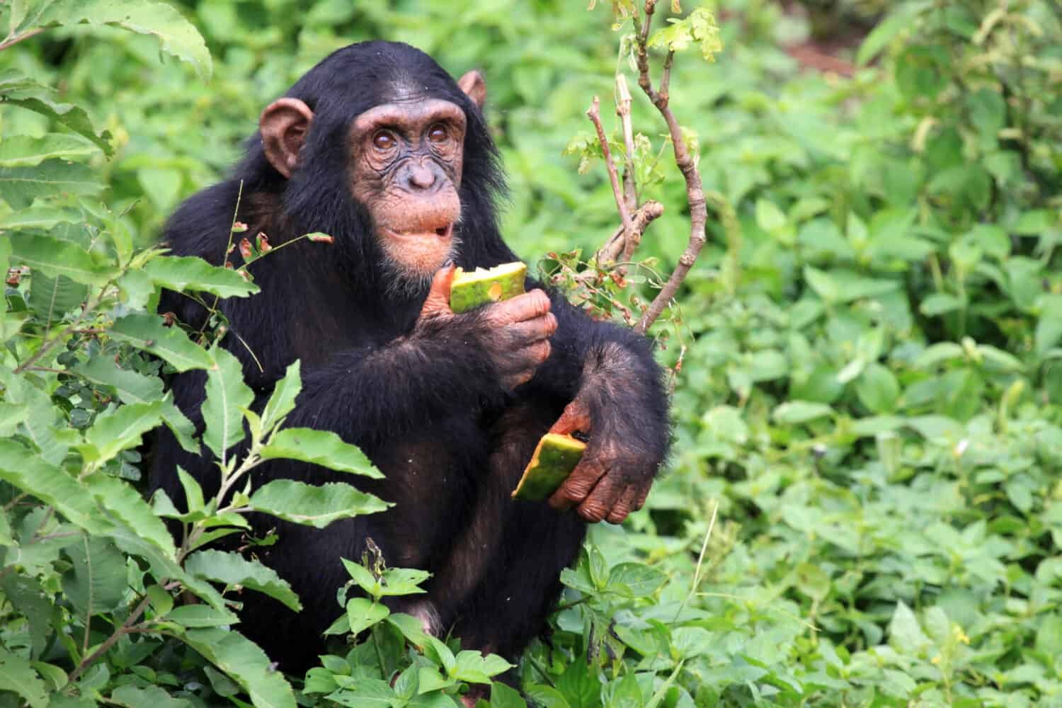 Chimpanzees have a diverse diet that allows them to survive in different forest environments. Although they are classified as omnivores,