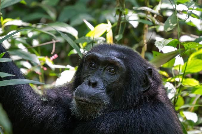 Chimpanzee Habituation Experience in Nyungwe National Park