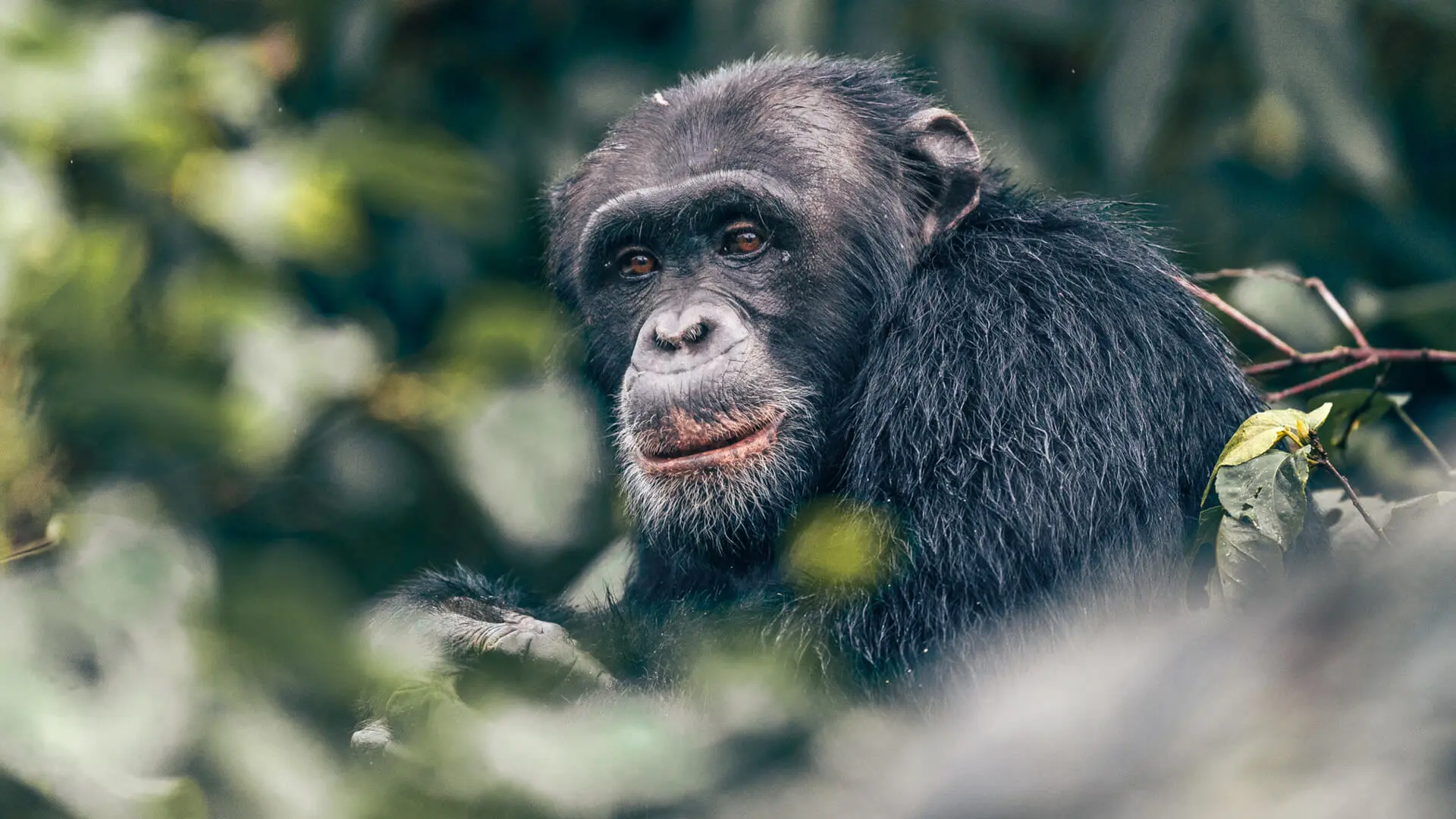 Chimpanzee tracking should receive the same level of advance attention if it is an important part of your safari. Permit