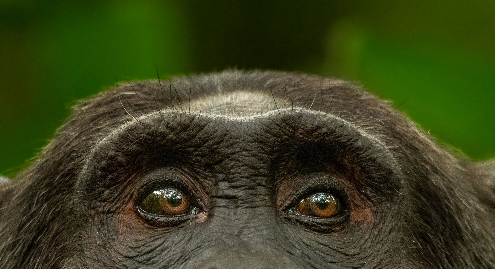 Chimpanzee Photography Guide