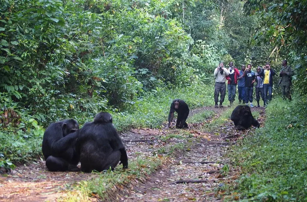 Chimpanzee Photography Guide