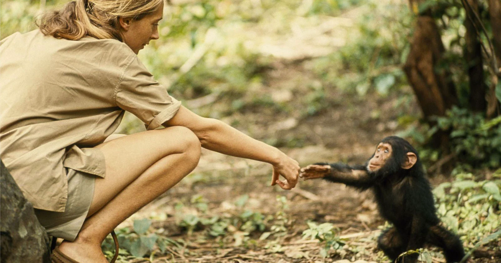 Chimpanzee Photography Guide