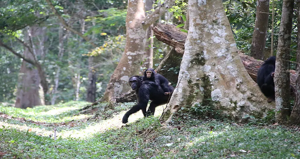 Chimpanzee tracking in Kibale is another walking-based activity that complements an Uganda Walking Safari without being exactly the same thing. UWA currently states that chimpanzee tracking walks from Kanyanchu Visitor Centre typically last about two to five 
