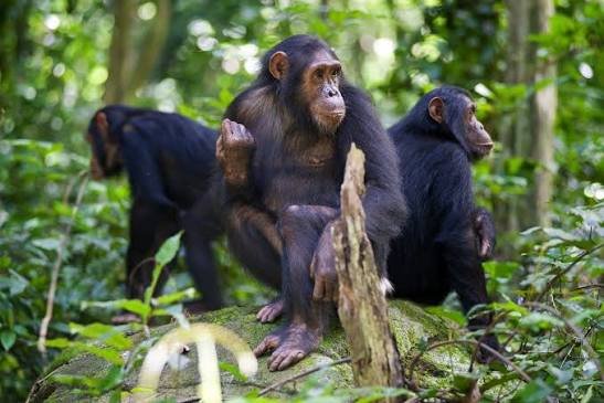 Chimpanzee Tracking in Nyungwe in June