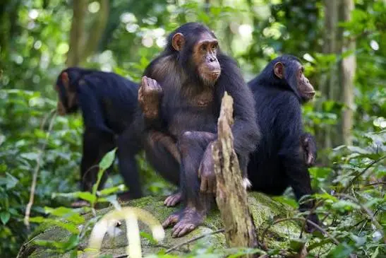 Chimpanzee Tracking in Nyungwe National Park