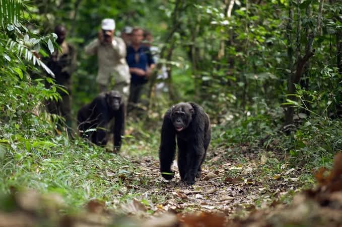 A complete Uganda Safari for Couples can pair mountain gorillas with chimpanzees in Kibale National Park. UWA currently conducts guided chimpanzee