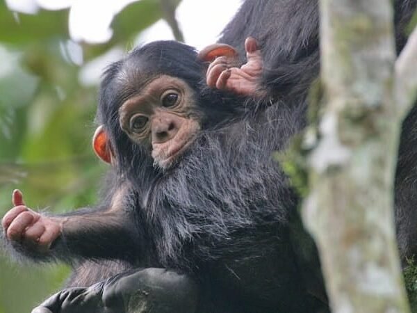 14 Days Grand Rwanda Discovery Safari