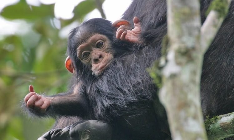 Chimpanzee Trekking in Nyungwe National Park Rwanda