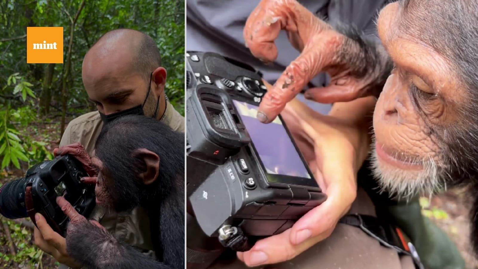 Choosing the Right Camera Equipment for Chimpanzee Photography