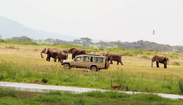 Classic Wildlife Safari Packages