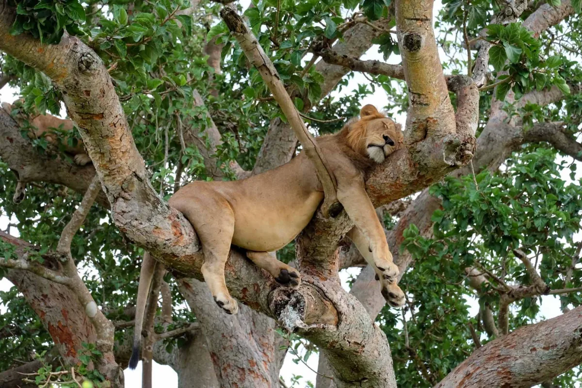 Travelers continuing south through Queen Elizabeth National Park can add the tree-climbing lions of