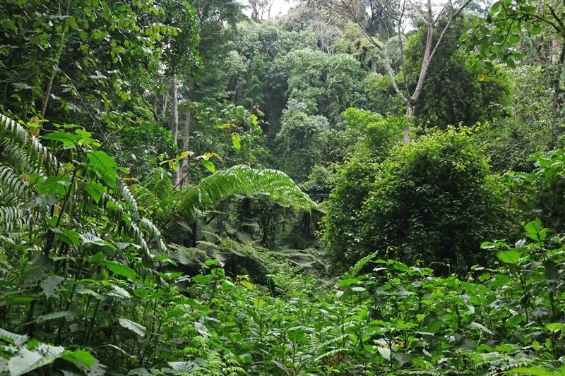 Kibira National Park Safari offers travelers an extraordinary opportunity to explore one of Burundi’s most important natural treasures, a vast tropical rainforest filled with incredible biodiversity, breathtaking landscapes, unique wildlife, and unforgettable nature experiences. Located in the northwestern highlands of Burundi, Kibira National Park protects one of the country’s largest remaining rainforest ecosystems and provides a peaceful escape for travelers searching for authentic African adventures away from crowded tourist destinations.