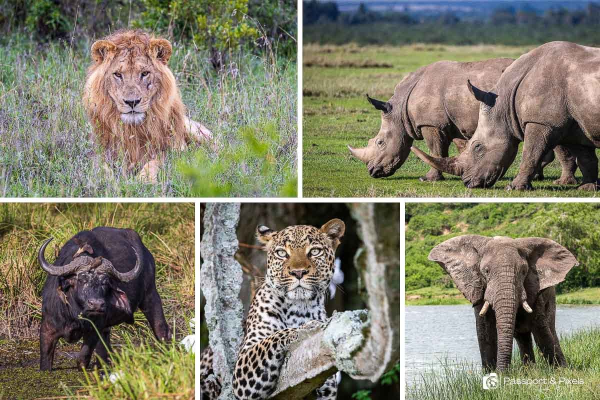 Elephants can provide some of the most spectacular encounters during a Nile safari. Uganda Wildlife Authority identifies the Murchison-Semliki landscape as one of Uganda’s important elephant ranges, and elephants are a major wildlife attraction within Murchison Falls National Park. Family groups may sometimes appear