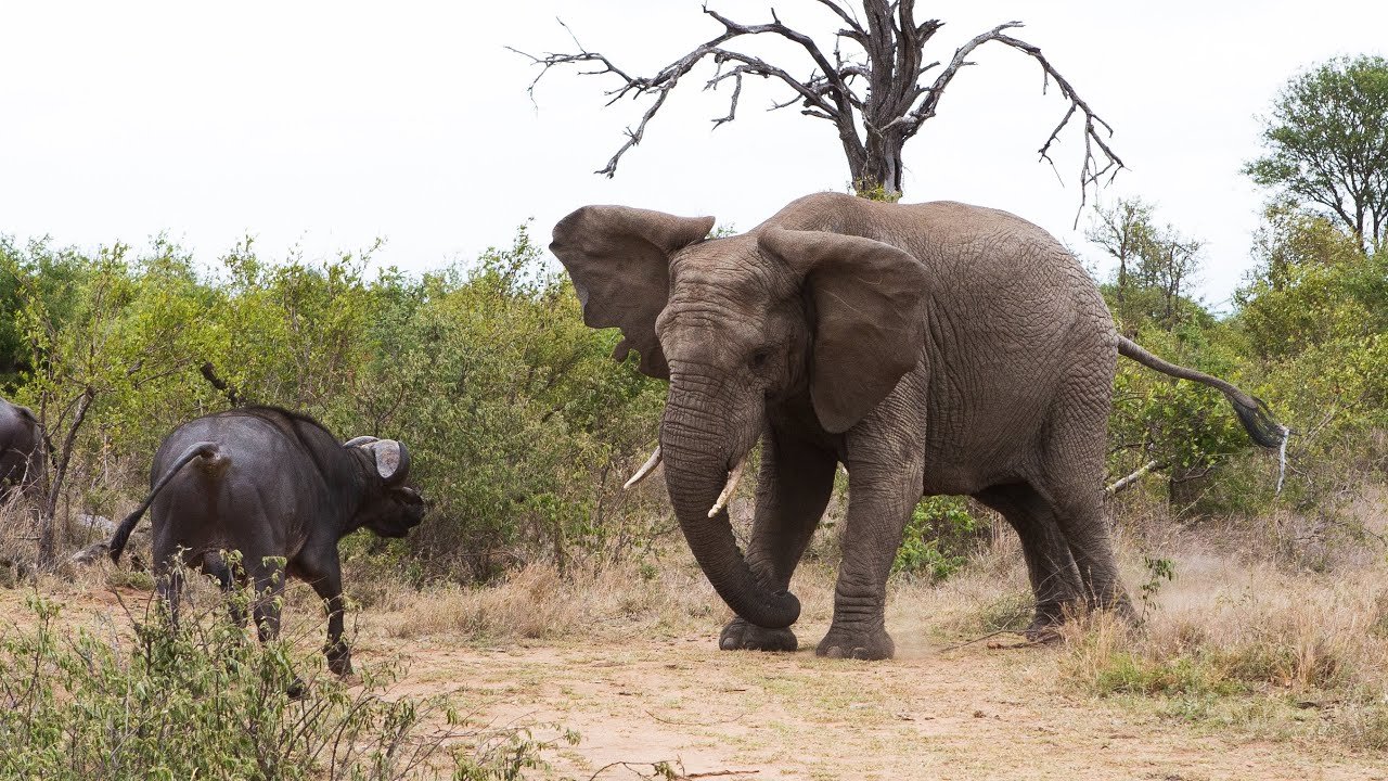 Elephants are another major highlight, particularly when groups approach the water to drink or cool themselves. Uganda Wildlife Authority lists elephants among the regular visiting animals along the channel’s banks. Seeing an elephant from the water creates a completely different perspective because the low position of