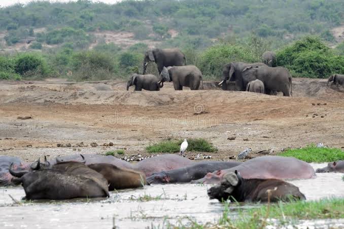 Elephants and buffaloes are among the Big Five animals most frequently encountered during Ugandan savannah safaris. Murchison Falls provides extensive open areas where 