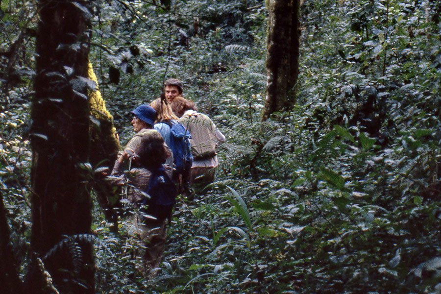 Forest Hiking and Nature Walks in Kibira National Park