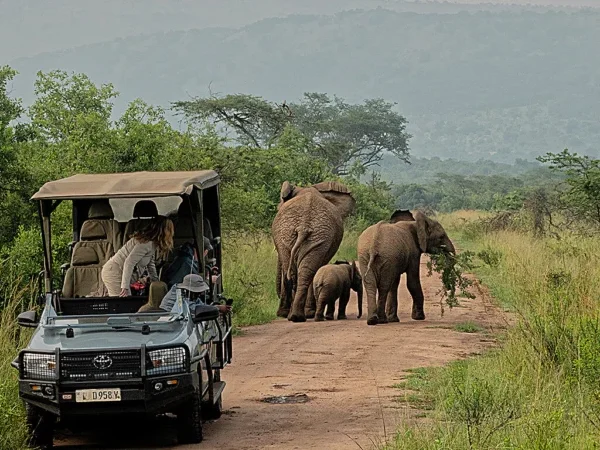 5 Days Rwanda Gorilla and Akagera Big Five Safari