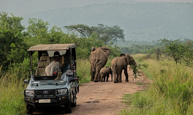 Game drives remain one of the best ways to explore Akagera during November. The park’s combination of open plains, woodland and wetlands means a longer drive can pass through several different habitats while searching for 