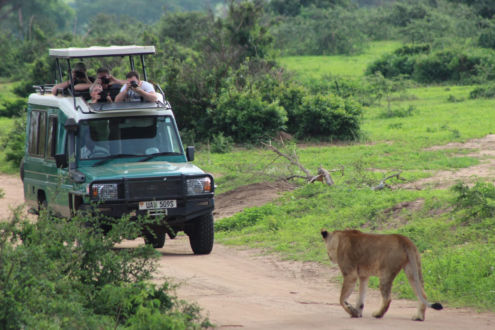 Murchison Falls National Park is one of the best destinations for Game Drives in Uganda, particularly for first-time visitors looking for classic savannah wildlife. The park combines open plains, woodland and river landscapes with animals including elephants, giraffes